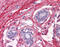 Decorin antibody, 51-449, ProSci, Immunohistochemistry paraffin image 