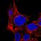 MPV17 Mitochondrial Inner Membrane Protein Like antibody, HPA041180, Atlas Antibodies, Immunofluorescence image 