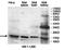 Dual Specificity Phosphatase 3 antibody, orb78184, Biorbyt, Western Blot image 