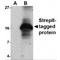 Strep Tag II antibody, TA100024, Origene, Western Blot image 
