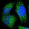 Jumonji Domain Containing 7 antibody, NBP1-91110, Novus Biologicals, Immunofluorescence image 