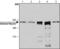 Myosin-2 antibody, GTX17485, GeneTex, Western Blot image 