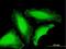 TATA-Box Binding Protein Associated Factor 8 antibody, H00129685-B01P, Novus Biologicals, Immunofluorescence image 
