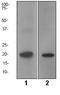 LIM Domain Only 2 antibody, TA307207, Origene, Western Blot image 