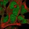 F-Box Protein 7 antibody, NBP2-58563, Novus Biologicals, Immunofluorescence image 