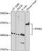 Protein Tyrosine Phosphatase Receptor Type D antibody, A03977-1, Boster Biological Technology, Western Blot image 