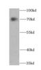 CREB2 antibody, FNab00660, FineTest, Western Blot image 