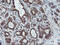 Ski-like protein antibody, TA800162, Origene, Immunohistochemistry paraffin image 