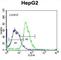 Pleckstrin Homology, MyTH4 And FERM Domain Containing H1 antibody, abx027010, Abbexa, Western Blot image 