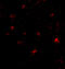 BAI1-associated protein 3 antibody, 4503, ProSci, Immunofluorescence image 