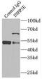 72 kDa inositol polyphosphate 5-phosphatase antibody, FNab04329, FineTest, Immunoprecipitation image 