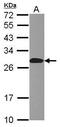 Anaphase Promoting Complex Subunit 10 antibody, PA5-29201, Invitrogen Antibodies, Western Blot image 
