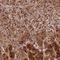 Coiled-Coil Serine Rich Protein 1 antibody, HPA041880, Atlas Antibodies, Immunohistochemistry frozen image 