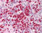 Interleukin-21 antibody, TA317844, Origene, Immunohistochemistry paraffin image 
