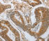 Neurogenin 1 antibody, A3110, ABclonal Technology, Immunohistochemistry paraffin image 