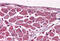 Muscleblind Like Splicing Regulator 1 antibody, MBS246135, MyBioSource, Immunohistochemistry frozen image 