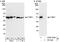 Bars antibody, A300-338A, Bethyl Labs, Immunoprecipitation image 