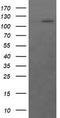 RasGAP antibody, CF505899, Origene, Western Blot image 