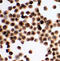 HAVcr-1 antibody, LS-C312778, Lifespan Biosciences, Immunohistochemistry frozen image 