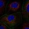 Angiomotin Like 2 antibody, HPA063027, Atlas Antibodies, Immunofluorescence image 