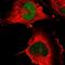 PICALM Interacting Mitotic Regulator antibody, HPA049934, Atlas Antibodies, Immunocytochemistry image 
