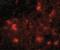 Dishevelled Binding Antagonist Of Beta Catenin 2 antibody, NBP1-76955, Novus Biologicals, Immunocytochemistry image 