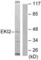 Ethanolamine kinase 2 antibody, abx013812, Abbexa, Western Blot image 