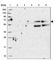 RNA Exonuclease 5 antibody, HPA040868, Atlas Antibodies, Western Blot image 