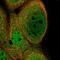 Kinesin Family Member C2 antibody, HPA029264, Atlas Antibodies, Immunofluorescence image 