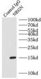Ng antibody, FNab05676, FineTest, Immunoprecipitation image 