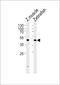 Dixin-A antibody, PA5-72666, Invitrogen Antibodies, Western Blot image 