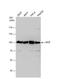 Valosin Containing Protein antibody, NBP2-15162, Novus Biologicals, Western Blot image 