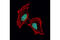 Histone H3 antibody, 14269S, Cell Signaling Technology, Immunofluorescence image 