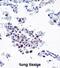 Rho GDP Dissociation Inhibitor Beta antibody, abx027575, Abbexa, Immunohistochemistry frozen image 