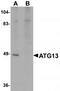 Autophagy Related 13 antibody, TA319788, Origene, Western Blot image 