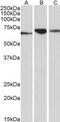 Protein Disulfide Isomerase Family A Member 2 antibody, MBS422826, MyBioSource, Western Blot image 