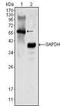 Megakaryocyte-Associated Tyrosine Kinase antibody, NBP1-47454, Novus Biologicals, Western Blot image 
