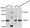 Zinc finger protein RFP antibody, PA5-76934, Invitrogen Antibodies, Western Blot image 