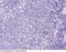 Matrix metalloproteinase-9 antibody, 80049-T24, Sino Biological, Immunohistochemistry frozen image 