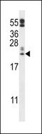 Peroxiredoxin Like 2A antibody, LS-C156918, Lifespan Biosciences, Western Blot image 