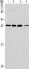 Endoplasmic reticulum resident protein 29 antibody, TA351167, Origene, Western Blot image 