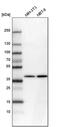 SDH antibody, PA5-59228, Invitrogen Antibodies, Western Blot image 