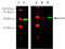 Type-1A angiotensin II receptor antibody, ADI-905-814-100, Enzo Life Sciences, Western Blot image 