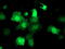 Akt antibody, LS-C173709, Lifespan Biosciences, Immunofluorescence image 