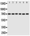 Splicing Factor 1 antibody, PA5-79984, Invitrogen Antibodies, Western Blot image 