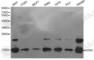 H2A Histone Family Member X antibody, A1479, ABclonal Technology, Western Blot image 