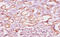 Cast antibody, A54656-100, Epigentek, Immunohistochemistry paraffin image 