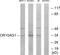 Olfactory Receptor Family 10 Subfamily AG Member 1 antibody, PA5-38157, Invitrogen Antibodies, Western Blot image 