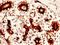 Peptidyl Arginine Deiminase 2 antibody, CSB-PA896493YA01HU, Cusabio, Immunohistochemistry frozen image 
