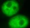 Heterogeneous nuclear ribonucleoprotein D0 antibody, FNab03950, FineTest, Immunofluorescence image 